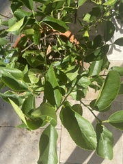 Magnoliopsida