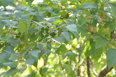 Nyctanthes arbor-tristis