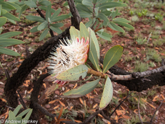 Protea caffra caffra