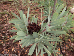 Protea caffra caffra