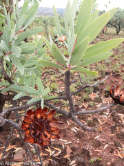 Protea caffra caffra