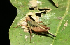 Scaria