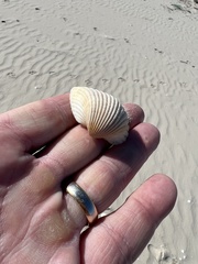 Anadara brasiliana