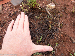 Sylvicapra grimmia