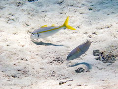 Mulloidichthys martinicus