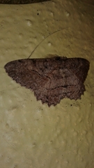 Neoalcis californiaria