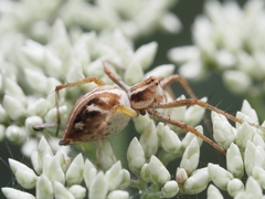 Oxyopes amoenus