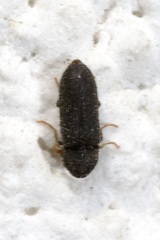 Ptilinus