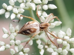 Oxyopes amoenus