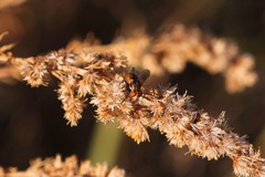 Gymnosoma rotundatum