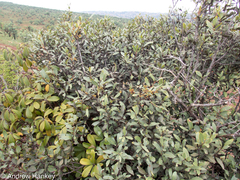 Pterocelastrus echinatus