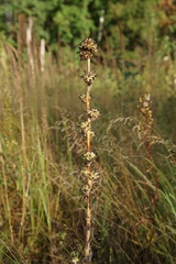 Campanula cervicaria