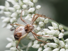Oxyopes amoenus
