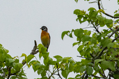 Emberiza flaviventris