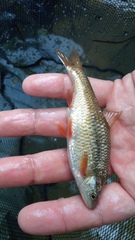 Sarmarutilus rubilio