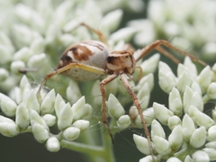 Oxyopes amoenus
