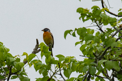 Emberiza flaviventris