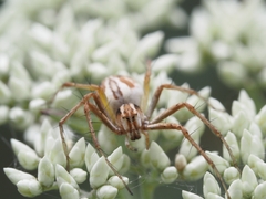 Oxyopes amoenus