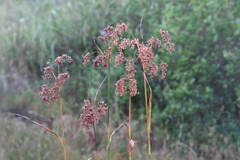 Scirpus lushanensis