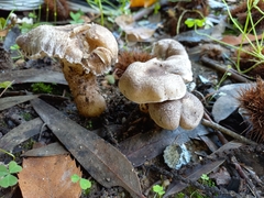Tricholoma