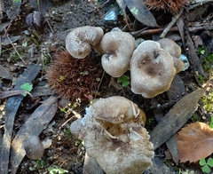 Tricholoma
