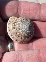 Architectonica nobilis