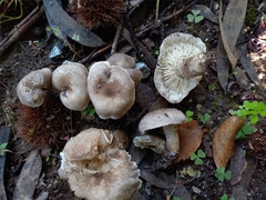 Tricholoma