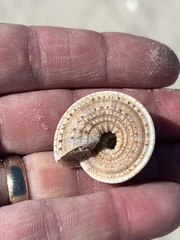 Architectonica nobilis