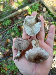 Tricholoma