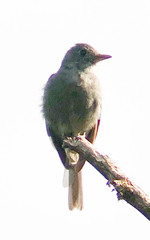 Contopus fumigatus