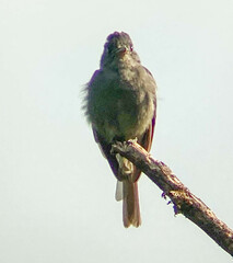 Contopus fumigatus