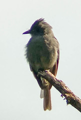 Contopus fumigatus