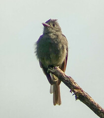 Contopus fumigatus