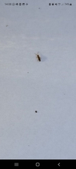 Entomobryidae