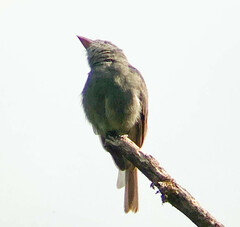 Contopus fumigatus