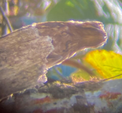 Nyctibius griseus