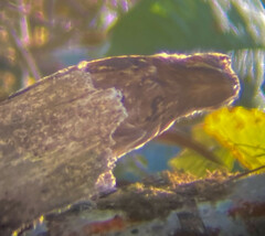 Nyctibius griseus