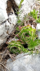 Sempervivum