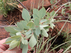 Searsia zeyheri