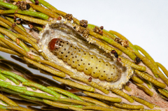 Blepharucha zaide