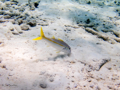 Mulloidichthys martinicus