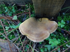 Tapinella panuoides