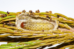 Blepharucha zaide