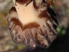 Morchella brunnea image