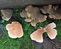 Tapinella panuoides