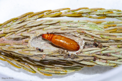 Blepharucha zaide