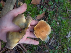 Tapinella panuoides