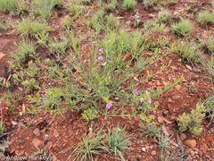 Sphenostylis angustifolia