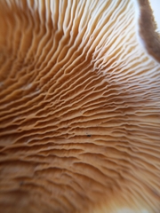 Tapinella panuoides