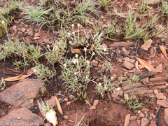 Helichrysum chionosphaerum